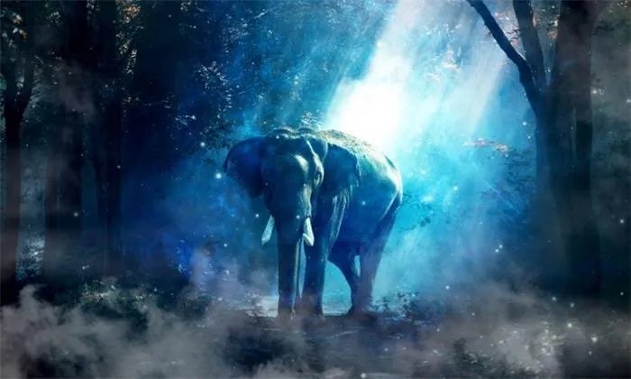 云南宁洱出现24头野生亚洲象，当地会采取什么保护措施？