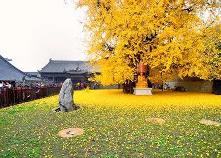 西安千年银杏古树到底有多少年的历史 这颗古树到底是谁种下的