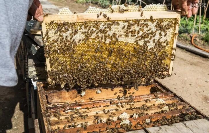 兄弟驯蜂年入百万 蜜蜂养殖有多值钱？