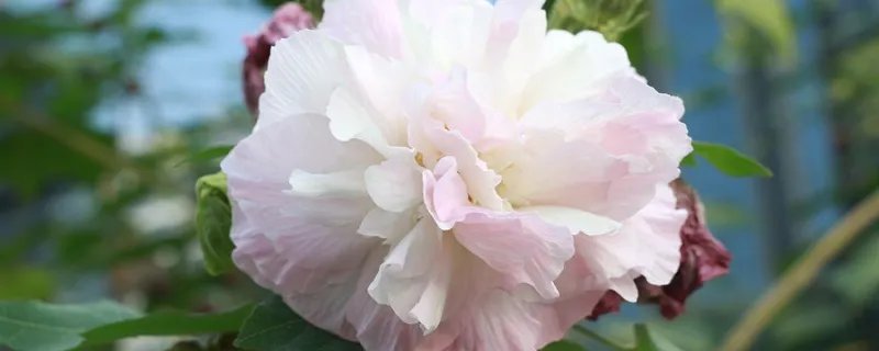 美不胜收中胜的意思