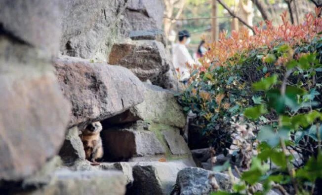 上海100多个小区出现貉是怎么回事 上海100多个小区出现貉是什么情况