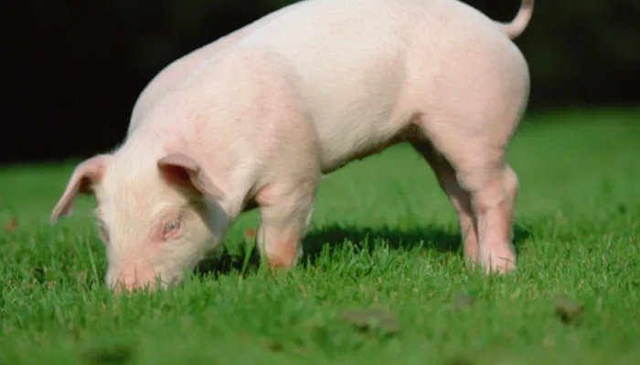 猪宝是什么东西 猪肚子里的猪宝是什么东西