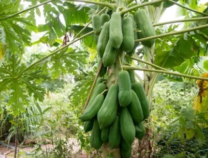 琼琚指的是什么