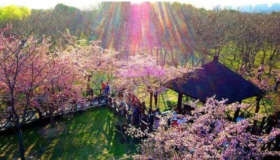 2019顾村樱花节什么时候 2019顾村公园樱花节门票多少