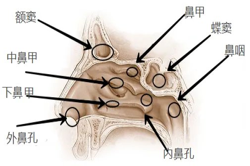 鼻腔正面结构图解剖图高清