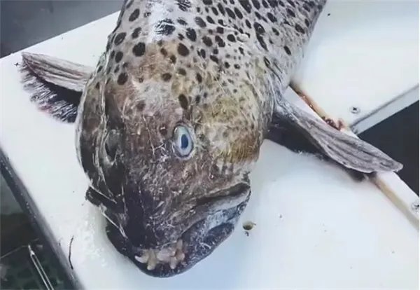 俄罗斯海岸惊现深海恐怖怪鱼 以下是怪鱼出现原因