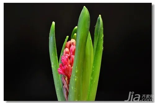 水色风信子花语 水色风信子图片欣赏