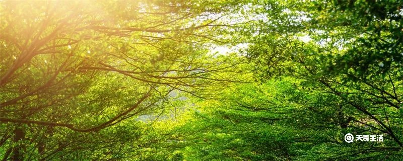 老干虬枝是什么意思