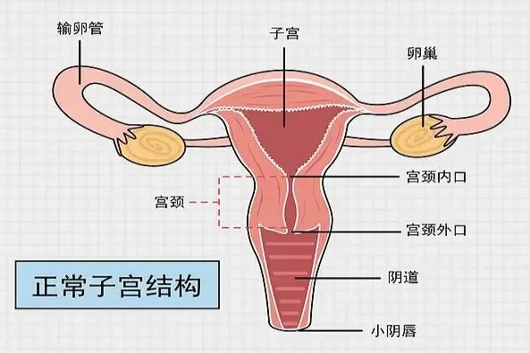 人体子宫结构位置图