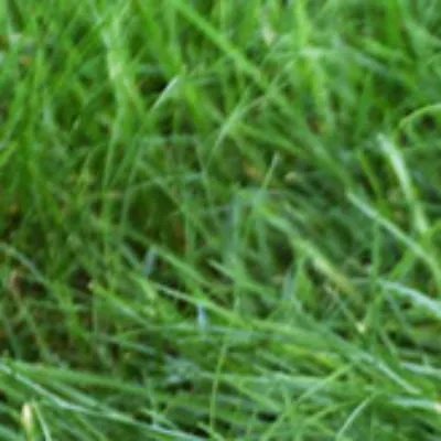 低聚果糖是什么