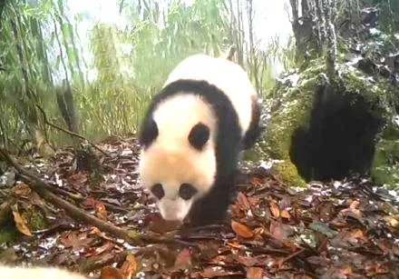 红外相机时隔2年拍到同一只熊猫,这只熊猫在这2年有何变化?