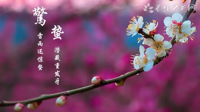 桐子花的功效与作用