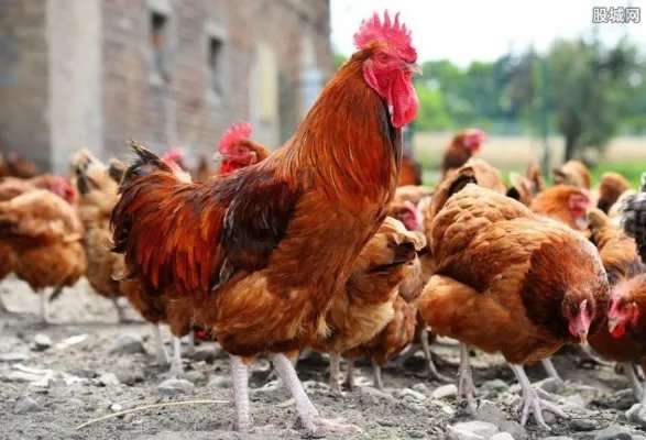 在家养殖什么赚钱？2018在家养殖赚钱项目一览