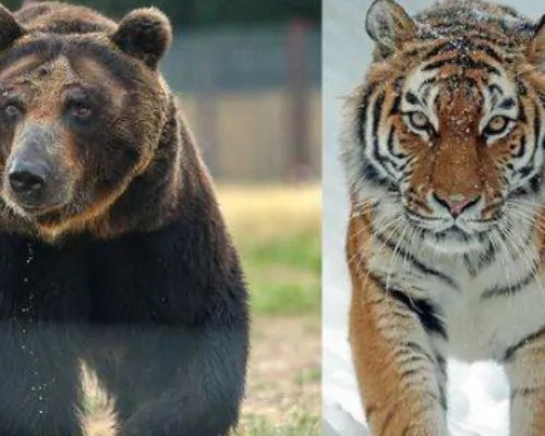 小兴安岭首次找到东北虎吃熊证据,具体是什么?