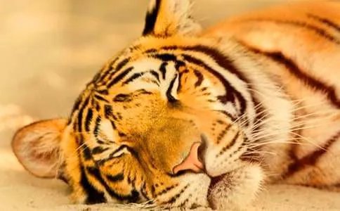 少儿睡前故事：没有牙齿的大老虎