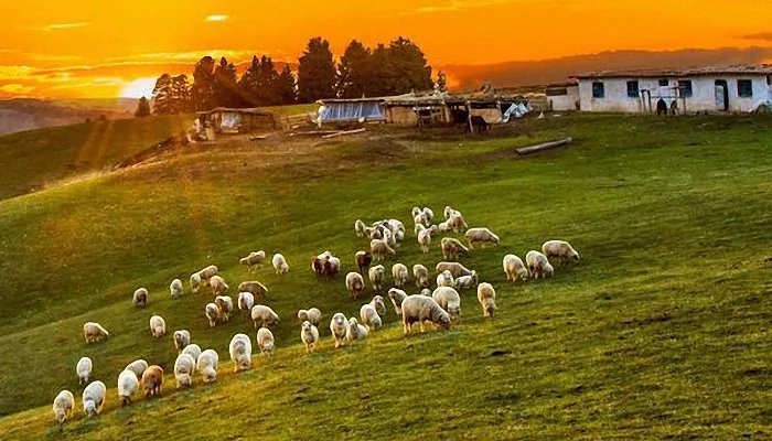 属羊的和什么属相最配、相克 与羊相冲相克的属相