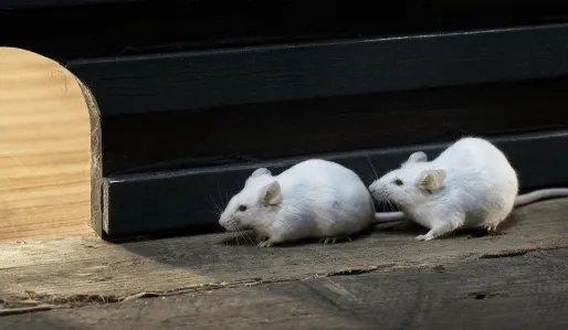 内蒙古一地发布鼠疫预警，专家做出了哪些提醒？