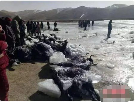 牦牛过冰河致坍塌现场什么情况？
