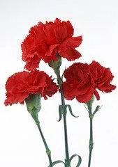 康乃馨图片红色