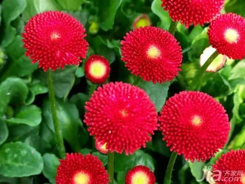 盆景花卉图片大全  花卉的应用