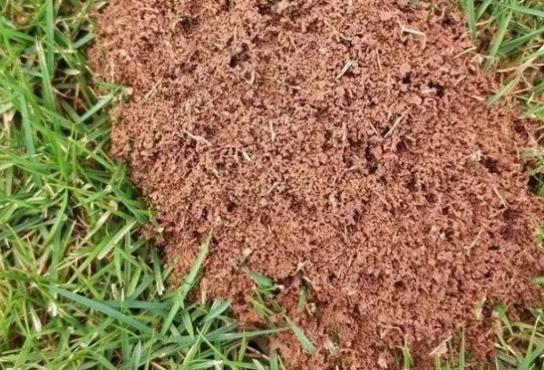 红火蚁扩散至12省,为何主要集中在南方?