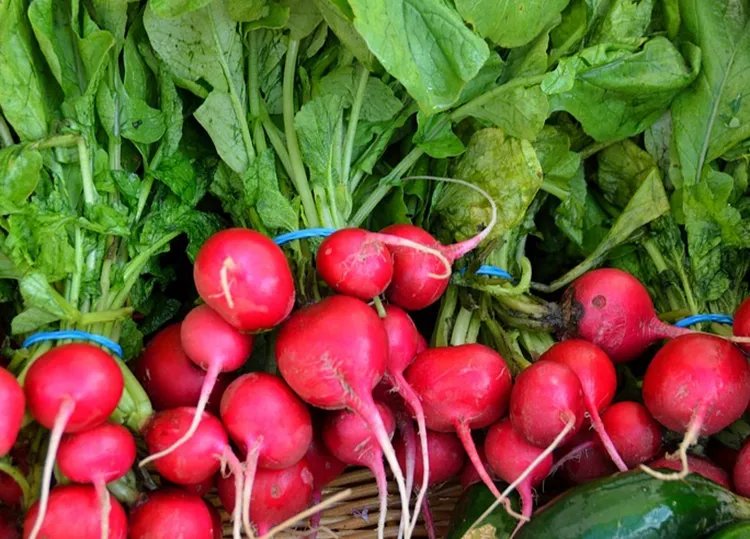 红萝卜的功效与作用