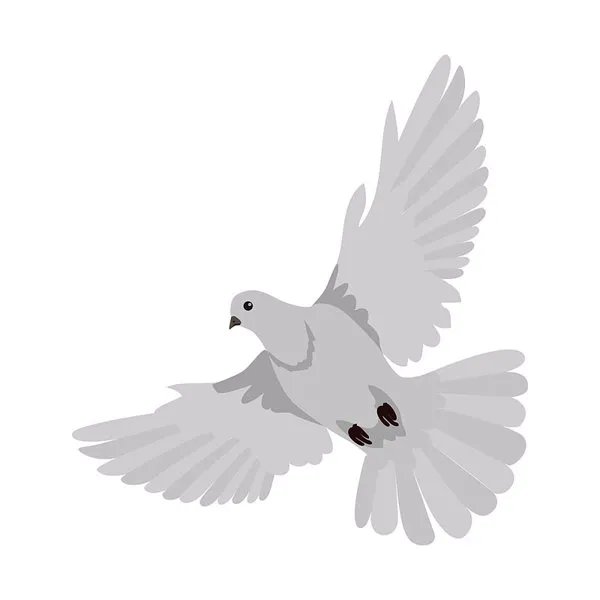 鸽子得了新城疫的症状