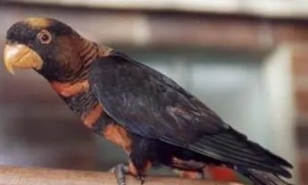 暗色吸蜜鹦鹉有哪些生活习性呢？需要怎样的饲养环境？