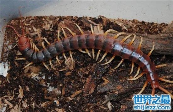 波多黎各巨人蜈蚣，人类面前很温顺不会主动攻击 