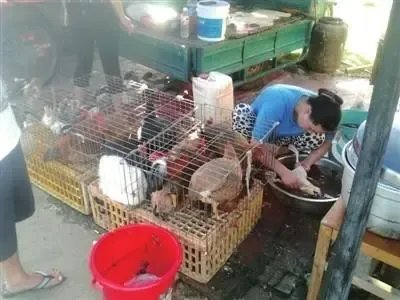 浙江女子围观宰鸭后被确诊鹦鹉热，鹦鹉热病是什么症状？