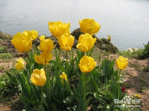 2016微信公开课pro版是什么？怎么玩？