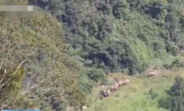 云南宁洱出现24头野生亚洲象了？