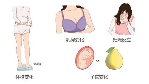 怀孕11周的表现有哪些