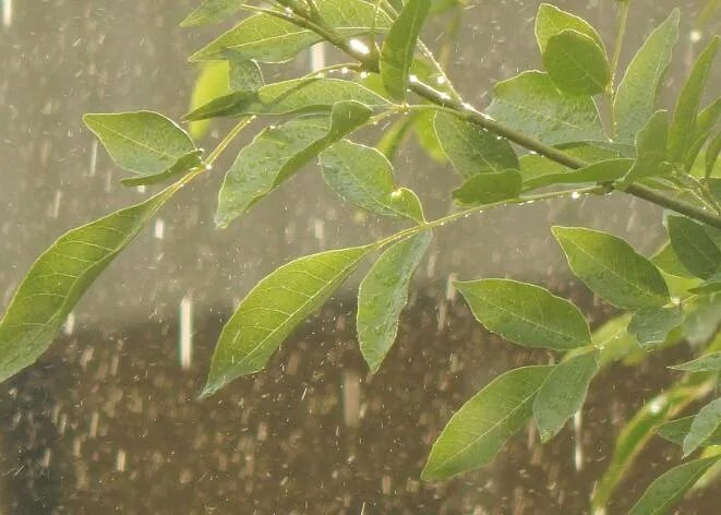 2020年什么时候入梅 2020入梅和出梅时间具体时间