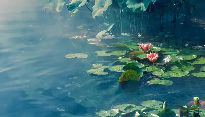 2021大明湖荷花什么时候开