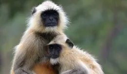 武夷山暴雨中猴子蹲桥上避险,此次武夷山的暴雨有多大?