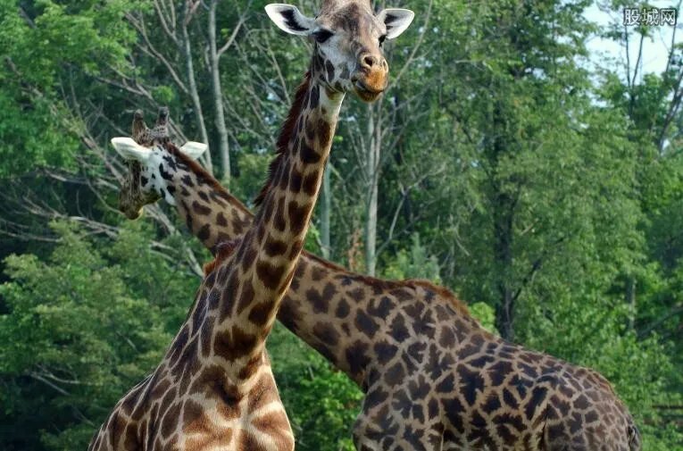 长沙动物园门票价格 长沙动物园好玩吗