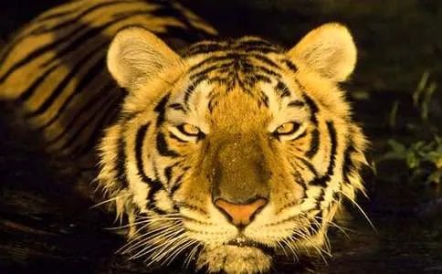 丹丹是小狗的名字还是小老虎的名字？