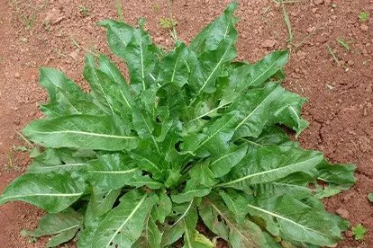 板蓝根草长什么样图片