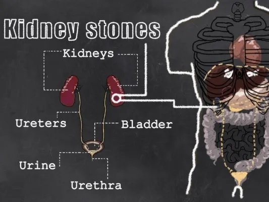 柳叶的功效与作用