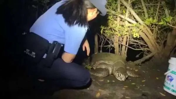 三亚红树林发现200斤患病巨龟,这属于国家保护动物吗?