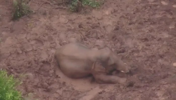 实拍云南象群雨中“玩泥巴”是怎么回事 实拍云南象群雨中“玩泥巴”是什么情况