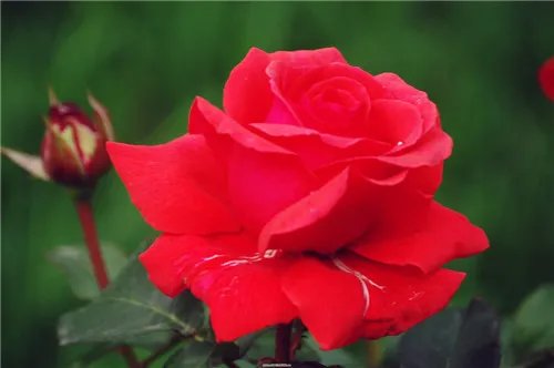 月季花什么时候开 月季的开花条件有哪些