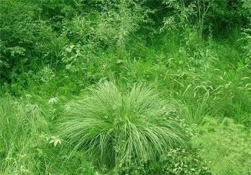 乌拉草图片大全 乌拉草到底有没有药用价值呢