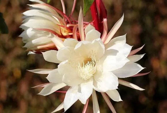 居民家中昙花4个月开了3次是怎么回事 昙花开代表什么预兆