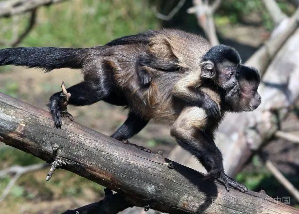 郑州动物园猴子砸玻璃企图越狱？书上不是说只有人类才会使用工具吗？