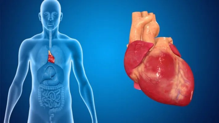 心跳过快怎么办