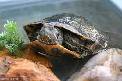 乌龟离家出走74天只走了200米，是如何被发现的？