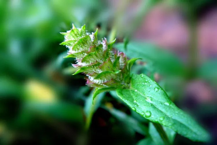 夏枯草图片大全大图