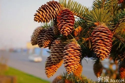 松果有什么作用与营养成分 松籽的作用与功效